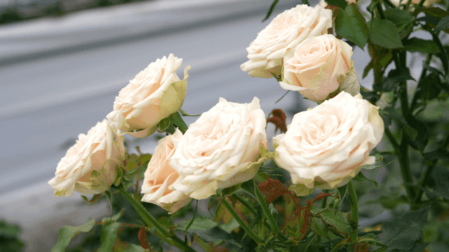 Close-up of blooming white roses