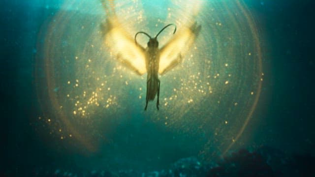 어둠 속에서 빛나는 나비