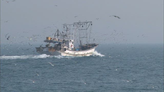 Fishing boat at sea surrounded by seagulls