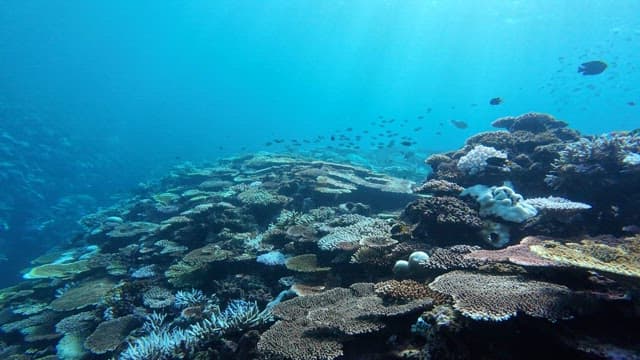 물고기가 가득한 활기찬 산호초