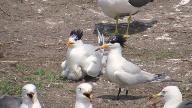 Terns and seagulls and interacting on a coastal shore