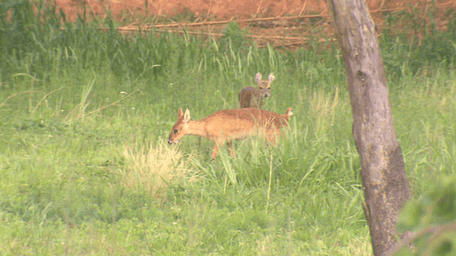 Deer grazing in a lush green meadow