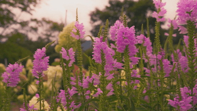 Vibrant pink flowers in lush garden