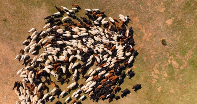 Herd of livestocks moving on a vast plain