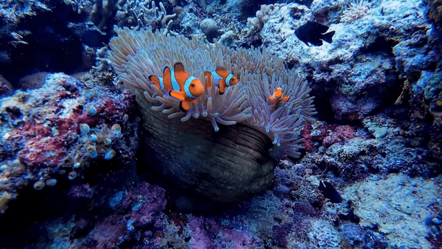 산호초 사이를 헤엄치는 흰동가리