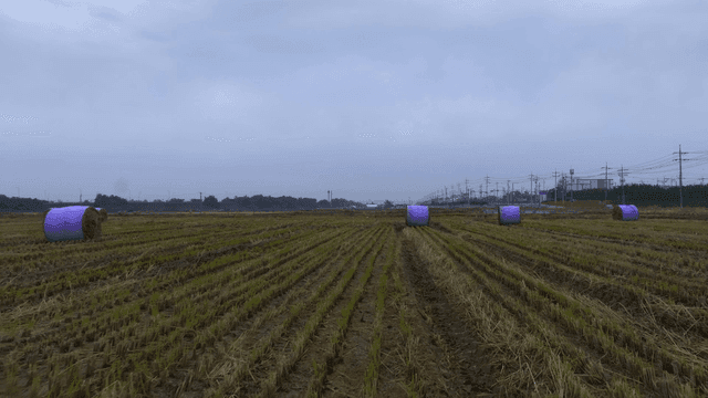Purple hay bales in a harvested field