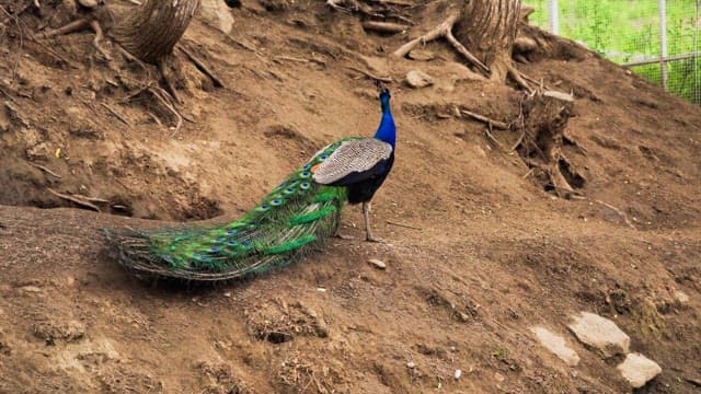 Vibrant peacock standing on dirt at the base of a tree