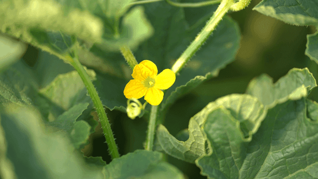 Bumblebee on yellow flower between green leaves