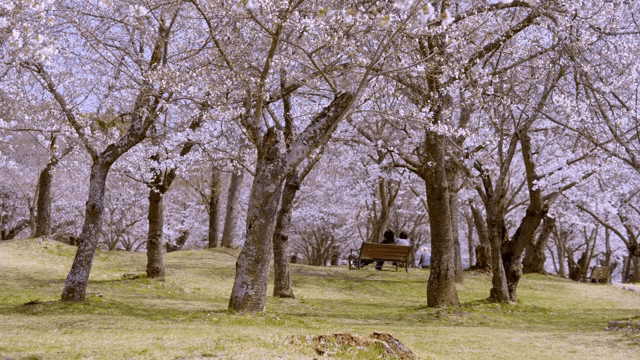 Cherry blossoms in a serene park