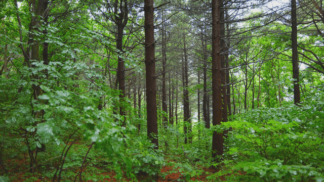 비 오는 날의 키 큰 나무가 있는 울창한 숲
