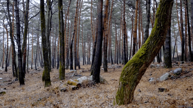 키 큰 나무가 있는 고요한 숲