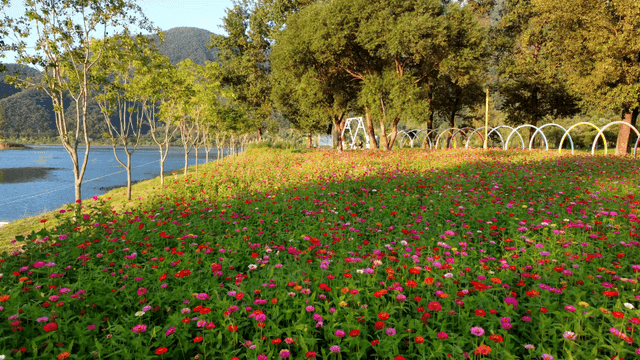 Colorful flower garden next to tranquil lake