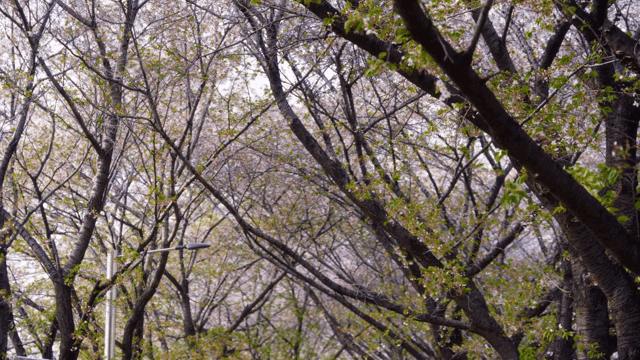 길가에 늘어선 벚꽃 나무들