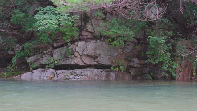 푸른 나무가 우거진 바위 강변