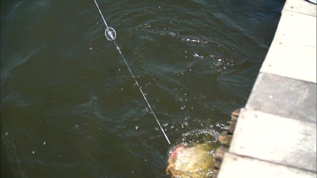 Fish being caught near a dock