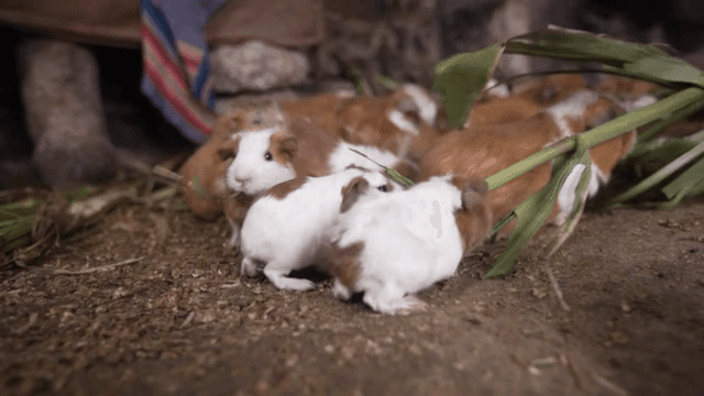 실내에서 옥수수 잎을 먹는 기니피그