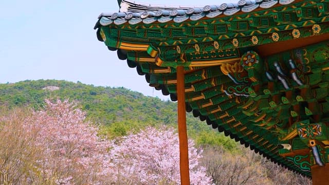 Traditional Korean Roof Overlooking Cherry Blossoms