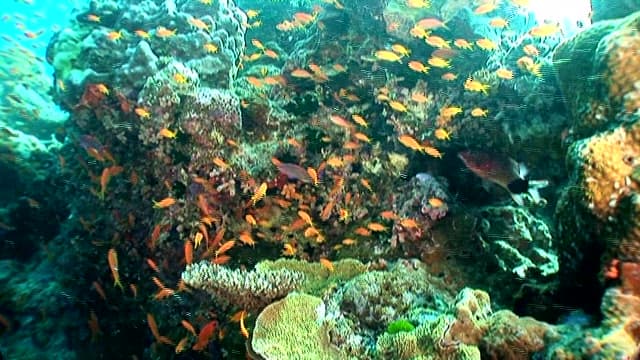 Colorful Tropical Fishes Swimming in Coral Reef