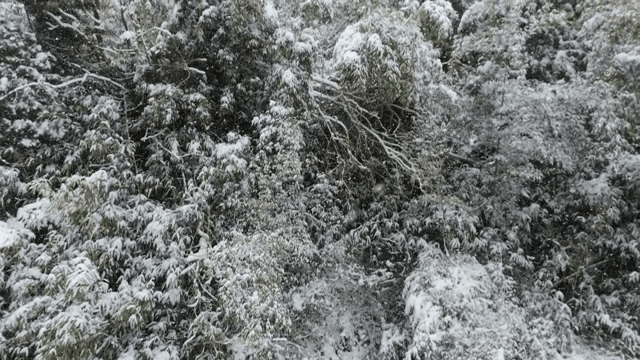 Snow-covered forest with dense trees