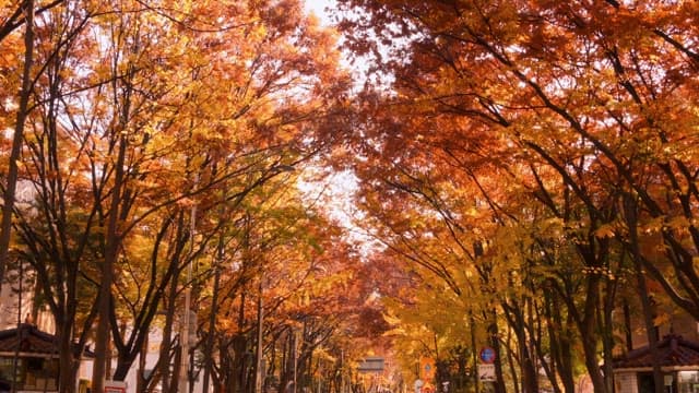 Street lined with vibrant autumn trees