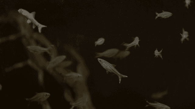 Tetras swimming all over aquarium