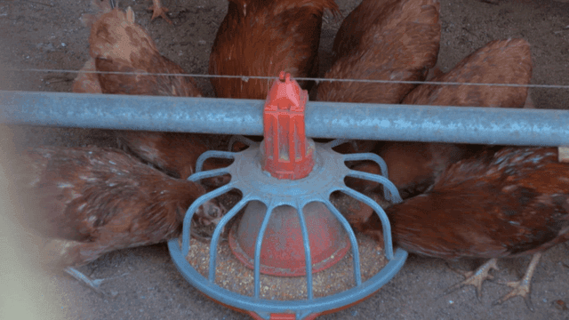 닭들이 먹이통에서 먹이를 먹는 양계장