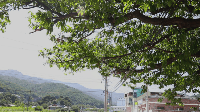 산들바람에 흔들리는 나뭇잎