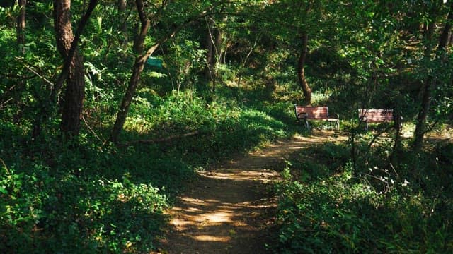 Serene forest pathway with two empty benches on a sunny day