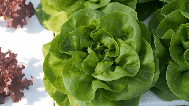 정원에서 자라는 신선한 녹색 상추