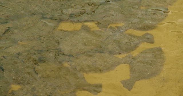 수조 바닥에 가라앉아 있는 가자미들