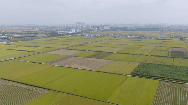 반듯하게 나누어진 넓은 논과 밭 농지