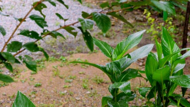 Green leaves with raindrops in a garden