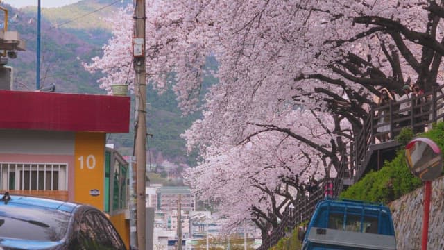 Cherry Blossoms Overlooking a Quiet Residential Area