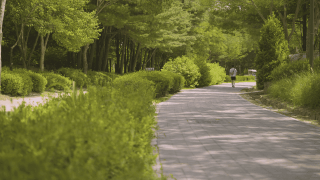 Back view of person walking along tree-lined path