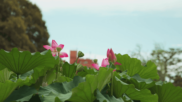 맑은 하늘 아래 피어난 연꽃