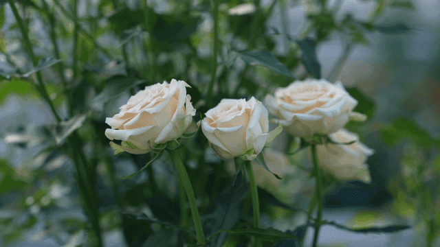 Three white roses in a garden