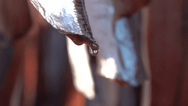 Sun-dried Gwamega and oil droplets