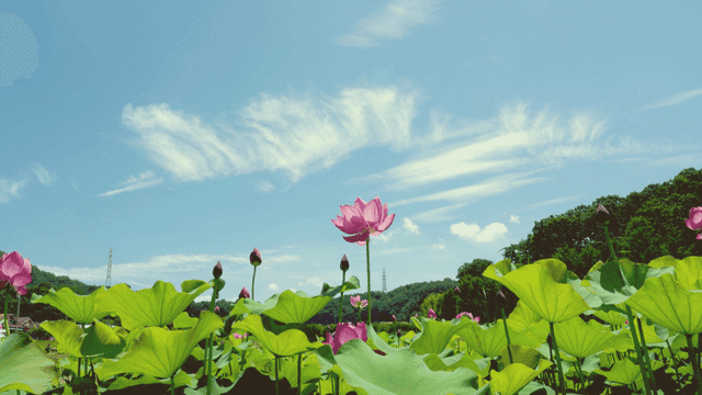 Lotus flowers blooming under a clear sky