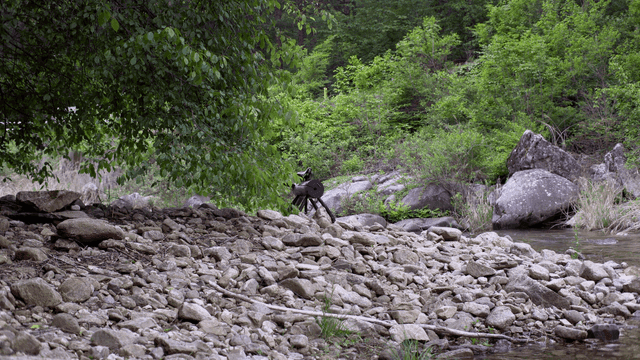Rocky riverbank with lush greenery