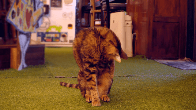 Cat sitting on artificial grass indoors