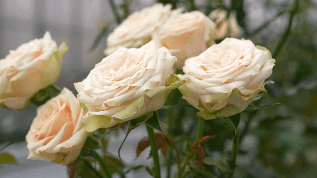 Delicate roses with soft petals