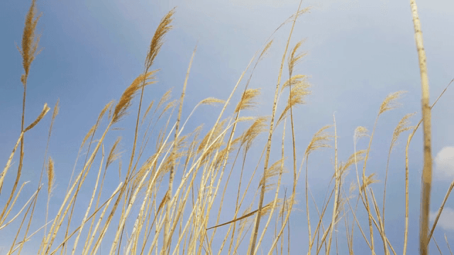 Reeds swaying under the clear sky