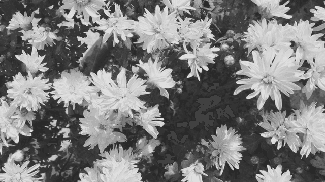 정원에서 피어나는 꽃의 근접 촬영