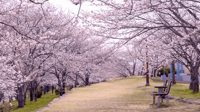 길을 따라 만개한 벚꽃