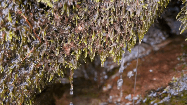 이끼로 덮인 바위에서 물이 떨어지는 모습