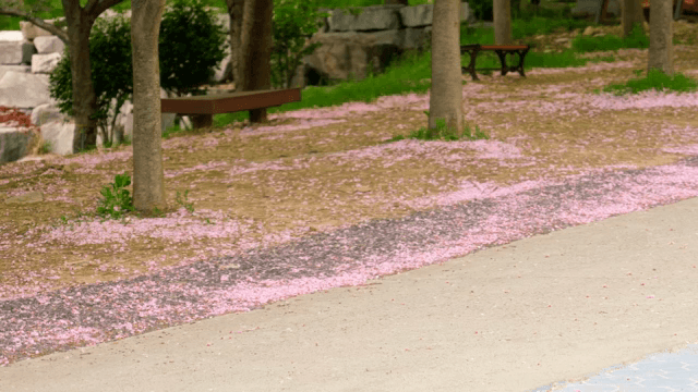 Cherry blossom petals scattered on a park path