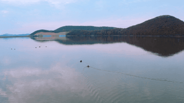 Ducks swimming on a tranquil lake