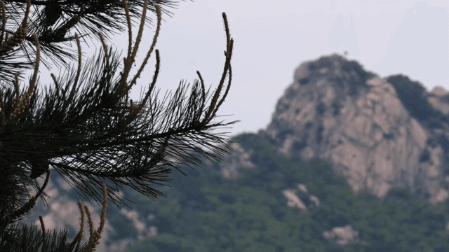 산을 배경으로 한 소나무 가지
