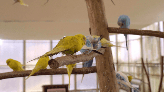 Colorful parrots sitting on tree branch