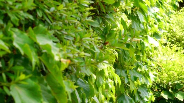 Bright green leaves on a sunny day outdoors